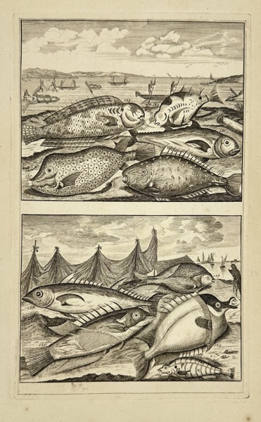 François Valentijn (1666–1727) – Coastal Fish Species from the East Indies – Engraving (1724–1726)