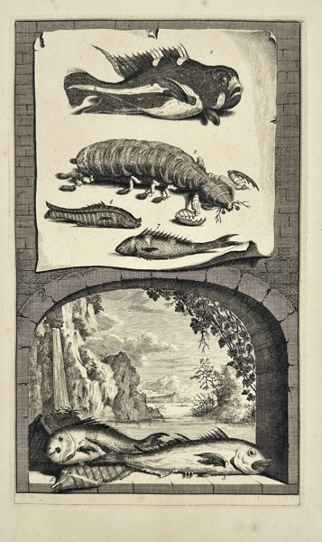 François Valentijn (1666–1727) – Marine Creatures of the East Indies – Engraving (1724–1726)