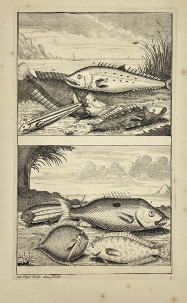 François Valentijn (1666–1727) – Coastal and Coral Reef Fish from the East Indies – Engraving (1724–1726)