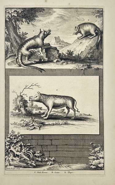 François Valentijn (1666–1727) – Exotic Mammals from the East Indies – Engraving (1724–1726)