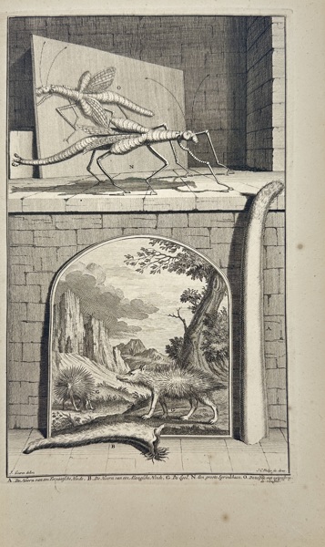 François Valentijn (1666–1727) – Stick Insects and Porcupines from the East Indies – Engraving (1724–1726)