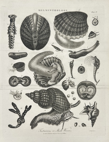 John Wilkes (1750–1810) – Helminthology – Testaceous or Shell Worms – Copperplate Engraving (1811)
