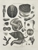 John Wilkes (1750–1810) – Helminthology – Testaceous or Shell Worms – Copperplate Engraving (1811)