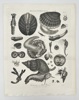 John Wilkes (1750–1810) – Helminthology – Testaceous or Shell Worms – Copperplate Engraving (1811)
