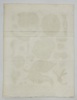 John Wilkes (1750–1810) – Helminthology – Testaceous or Shell Worms – Copperplate Engraving (1811)