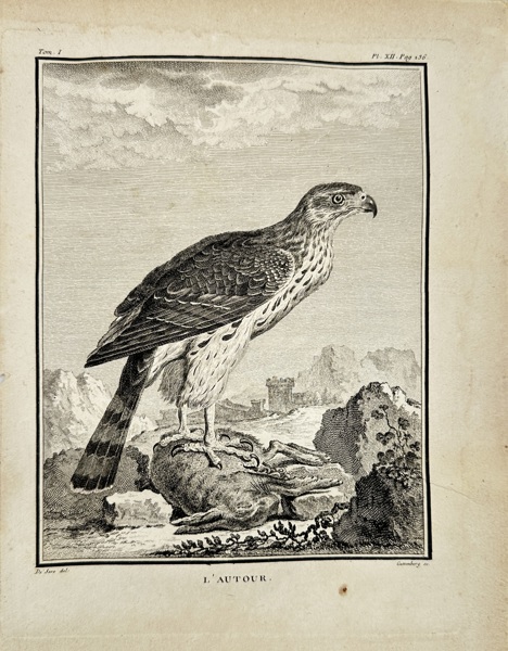 Jacques de Sève (active 1742–1788) – Ornithological Engraving – Goshawk / L’Autour – From Buffon’s Histoire Naturelle (c.1770s)