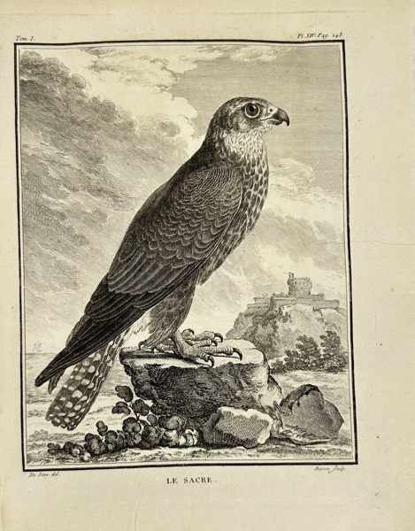 Jacques de Sève (active 1742–1788) – Ornithological Engraving – Saker Falcon / Le Sacre – From Buffon’s Histoire Naturelle (c.1770s)
