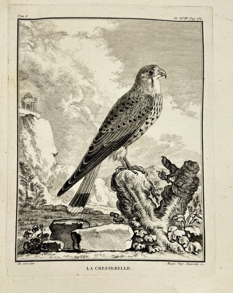 Jacques de Sève (active 1742–1788) – Ornithological Engraving – Kestrel / La Cresserelle – From Buffon’s Histoire Naturelle (c.1770s)