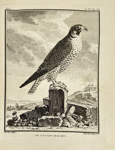 Jacques de Sève (active 1742–1788) – Ornithological Engraving – Wild Falcon / Le Faucon Hagard – From Buffon’s Histoire Naturelle (c.1770s)
