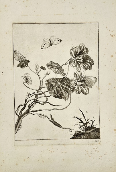 Johann Wilhelm Weinmann (1683–1741) – Nasturtium with Cabbage White Butterflies – From Phytanthoza Iconographia – Botanical & Entomological Engraving (c.1737)