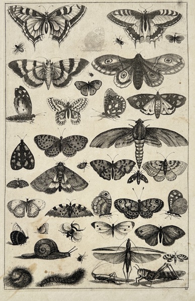 Wenceslaus Hollar (1607–1677) – Forty-One Insects Including Butterflies, Moths, Beetles and Caterpillars – Engraving (1646)