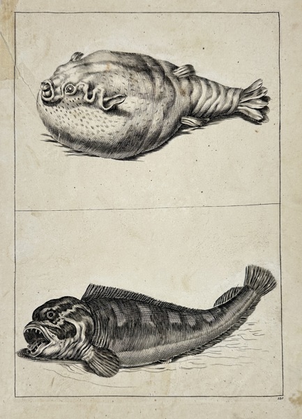  Wenceslaus Hollar (1607–1677) – Two Exotic Fish – Pufferfish and Wolf Fish Study – Engraving (17th Century)