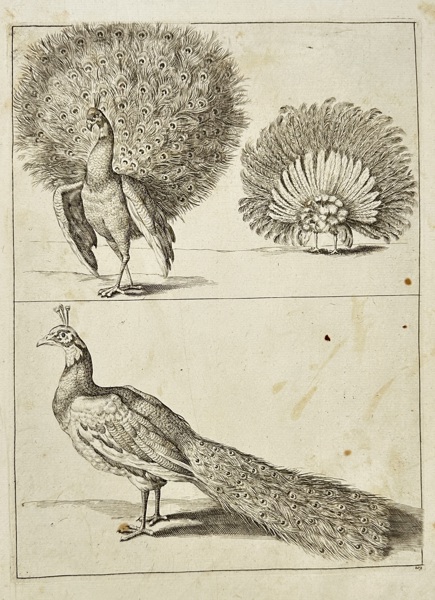Wenceslaus Hollar (1607–1677) – Study of Peacocks – Ornithological Engraving – 17th Century
