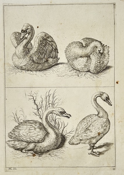  Wenceslaus Hollar (1607–1677) – Study of Swans – Ornithological Engraving – 17th Century