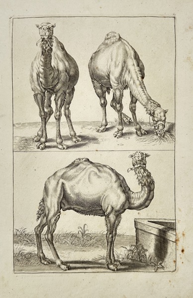 Wenceslaus Hollar (1607–1677) – Study of Camels – Zoological Engraving – 17th Century