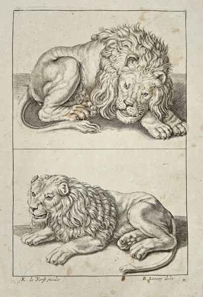 Reinier de Pers & R. Zanner – Study of Two Lions – Zoological Engraving – 17th Century
