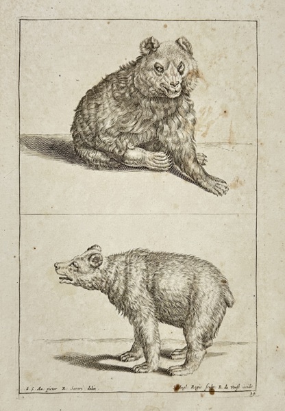 Reinier de Pers & R. Zanner – Study of Two Bears – Zoological Engraving – 17th Century