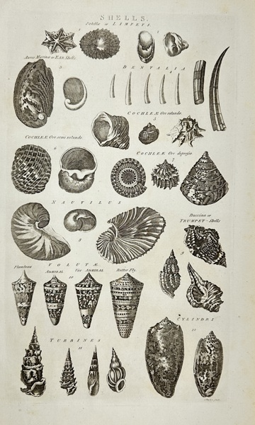 Isaac Taylor (1730–1807)– Scientific Study of Shells – Copperplate Engraving – 18th Century