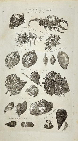 Isaac Taylor (1730–1807) – Scientific Study of Shells, Tab. II – Copperplate Engraving – 18th Century