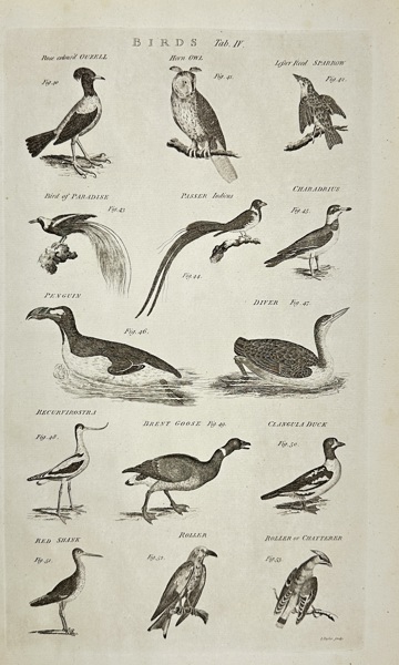 Ephraim Chambers & Abraham Rees – Birds, Tab. IV – Copperplate Engraving – 18th Century