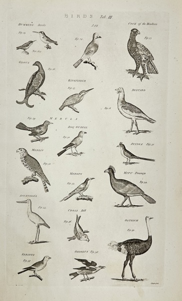 Ephraim Chambers & Abraham Rees – Birds, Tab. III – Copperplate Engraving – 18th Century