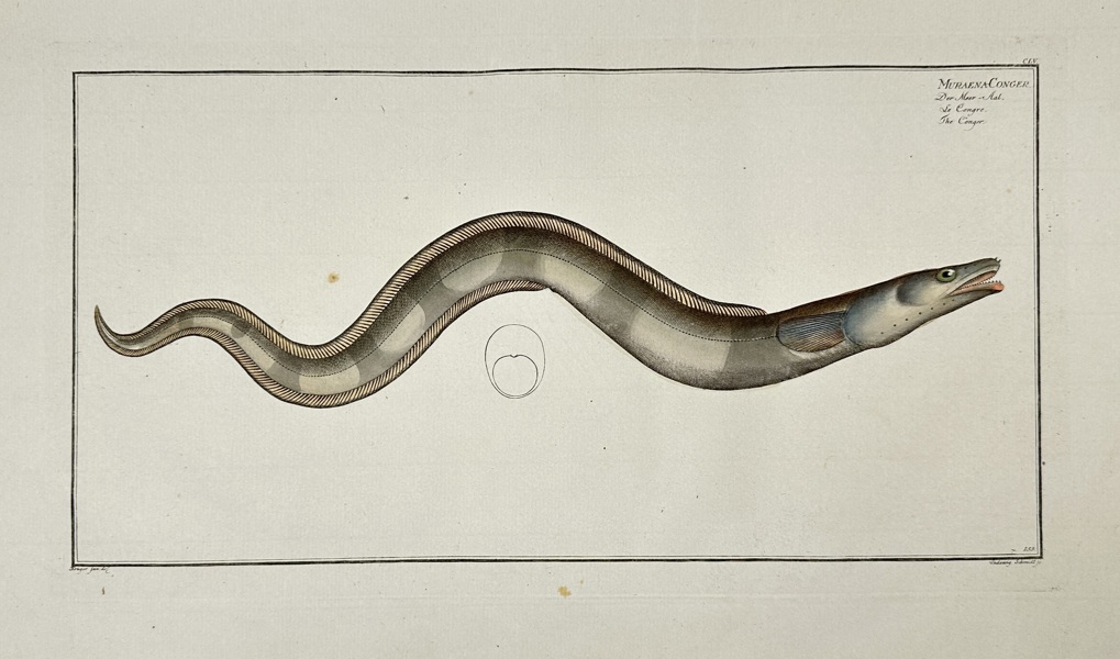 Marcus Elieser Bloch (1723–1799) – Muraena Conger – Hand-Coloured Engraving – 1785