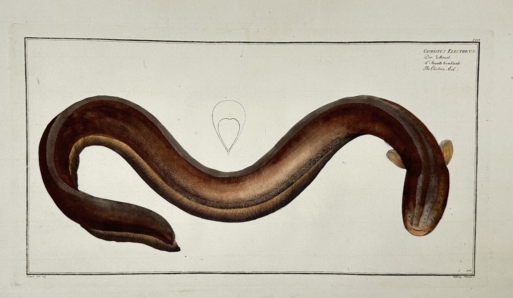Marcus Elieser Bloch (1723–1799) – Gymnotus Electricus (Electric Eel) – Hand-Coloured Engraving – 1785