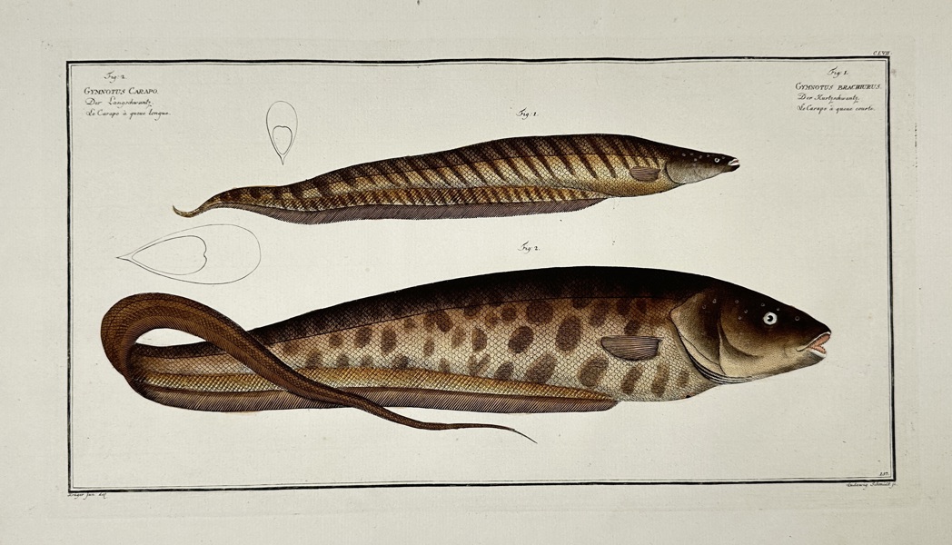 Marcus Elieser Bloch (1723–1799) – Gymnotus Carapus and Gymnotus Macrurus – Hand-Coloured Engraving – 1785