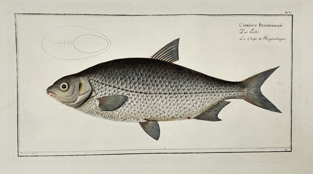 Marcus Elieser Bloch (1723–1799) – Cyprinus Buggenhagii – Hand-Coloured Engraving – 1785