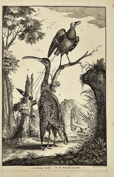 François Valentijn (1666–1727) – Birds of Paradise from Ambon and the Moluccas – Copperplate Engraving – 1724