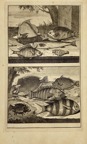 François Valentijn (1666–1727) – Exotic Fishes from the East Indies – Copperplate Engraving – 1724