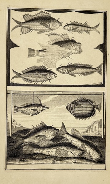 François Valentijn (1666–1727) – Exotic Fishes of the Moluccas – Copperplate Engraving – 1724