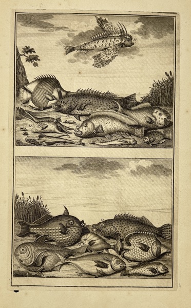 François Valentijn (1666–1727) – Marine Fishes of the East Indies – Copperplate Engraving – 1724