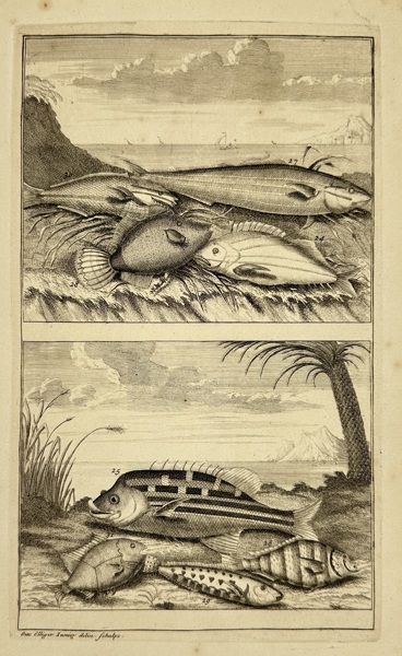 François Valentijn (1666–1727) – Tropical Fish from the Shores of Ambon – Copperplate Engraving – 1724
