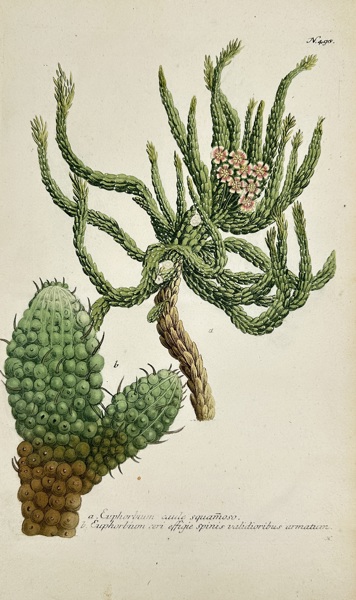 Johann Wilhelm Weinmann (1683–1741) – Botanical Study of Euphorbia with Flowers and Spines – Hand-Coloured Mezzotint and Line Engraving – c.1730s