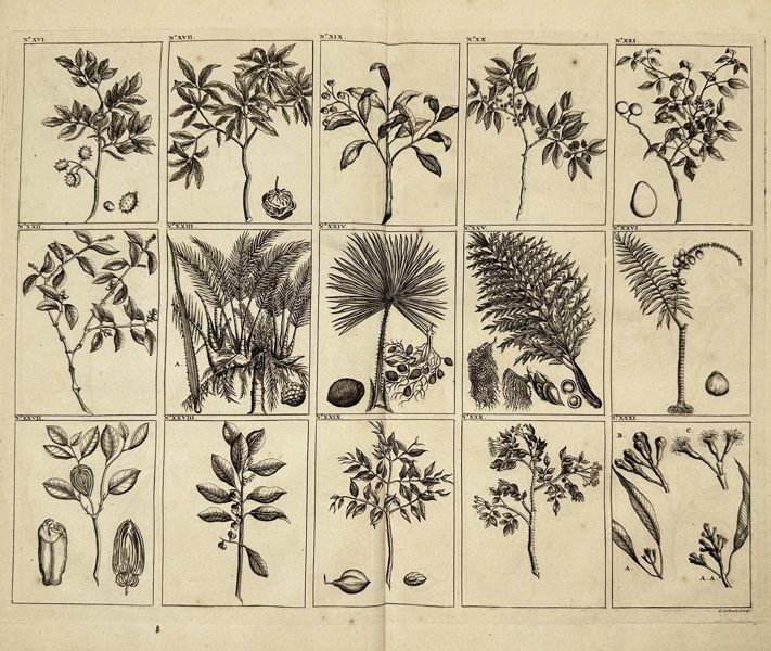François Valentijn (1666–1727) – Botanical Sheet of Trees and Plants from Ambon – Copperplate Engraving – 1724