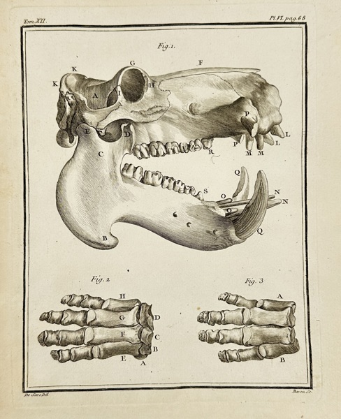 Georges-Louis Leclerc, Comte de Buffon (1707–1788) – Canine Skull and Paw Bones - Comparative Anatomy Engraving – (c.1749–1767)