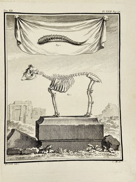 Georges-Louis Leclerc, Comte de Buffon (1707–1788) – Skeleton of a Mammal and Vertebral Detail – Zoological Engraving (c.1749–1767)