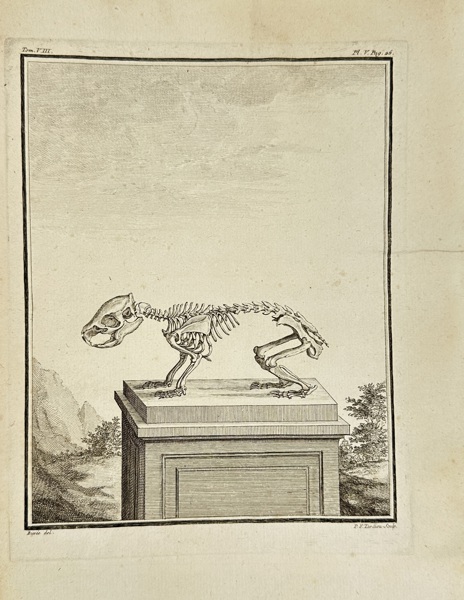 Georges-Louis Leclerc, Comte de Buffon (1707–1788) – Skeletal Study of a Feline Quadruped – Zoological Engraving (c.1749–1767)