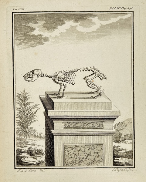 Georges-Louis Leclerc, Comte de Buffon (1707–1788) – Skeletal Study of a Small Quadruped – Zoological Engraving (c.1749–1767)