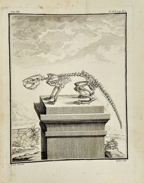 Georges-Louis Leclerc, Comte de Buffon (1707–1788) – Skeleton of a Small Mammal on a Pedestal – Copperplate Engraving (c.1749–1767)