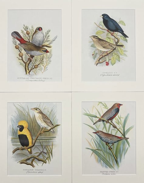 Arthur Butler - Set of 4 Prints - Beautiful Firetail, Napoleon Weaver, Painted Finch