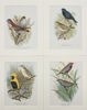 Arthur Butler - Set of 4 Prints - Beautiful Firetail, Napoleon Weaver, Painted Finch