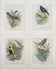 Arthur Butler - Set of 4 Prints - Beautiful Firetail, Napoleon Weaver, Painted Finch