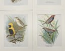 Arthur Butler - Set of 4 Prints - Beautiful Firetail, Napoleon Weaver, Painted Finch