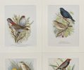 Arthur Butler - Set of 4 Prints - Beautiful Firetail, Napoleon Weaver, Painted Finch