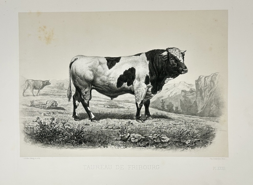 Émile Baudement (1819–1886) – Taureau de Fribourg – Heliogravure print finished with engraving and lithography (1861–62)
