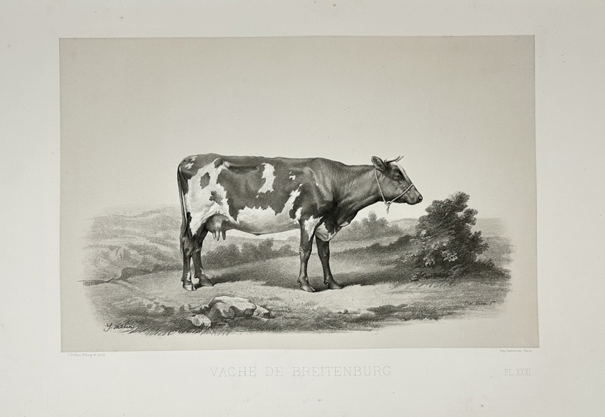 Émile Baudement (1819–1886) – Vache de Breitenburg – Heliogravure print finished with engraving and lithography (1861–62)