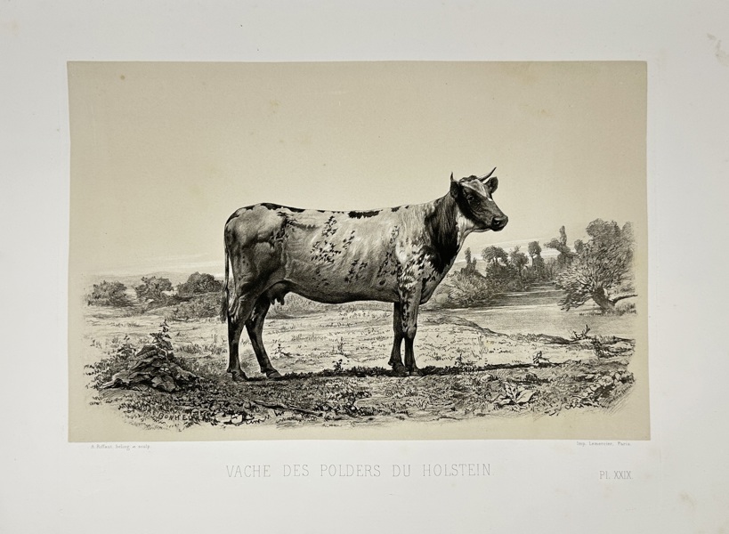 Émile Baudement (1819–1886) – Vache des Polders du Holstein – Heliogravure print finished with engraving and lithography (1861–62)