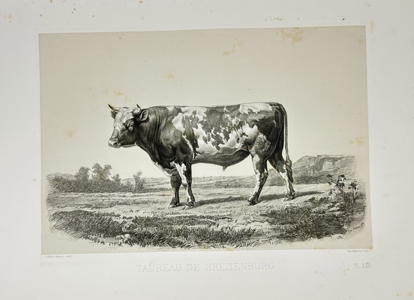 Émile Baudement (1819–1886) – Taureau de Breitenburg – Heliogravure print finished with engraving and lithography (1861–62)